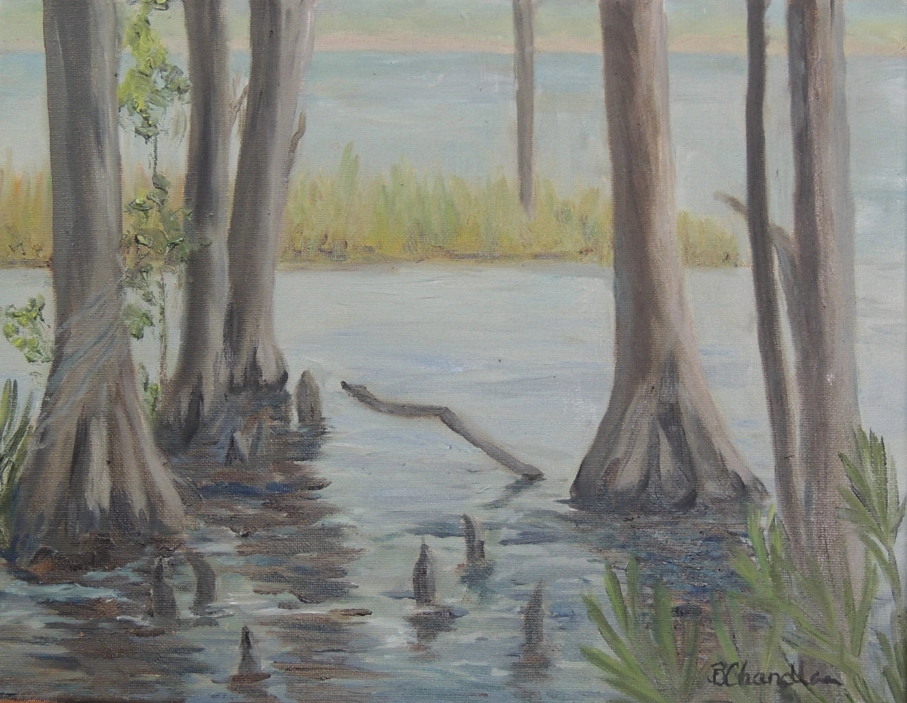 Cypress Knees II