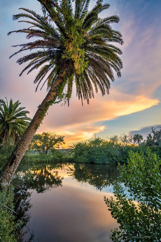 High Bridge Palm Sunset by Stacey Sather | Fine Art Photography on Museum-Quality Canvas | Art Box Gallery | St. Augustine, FL