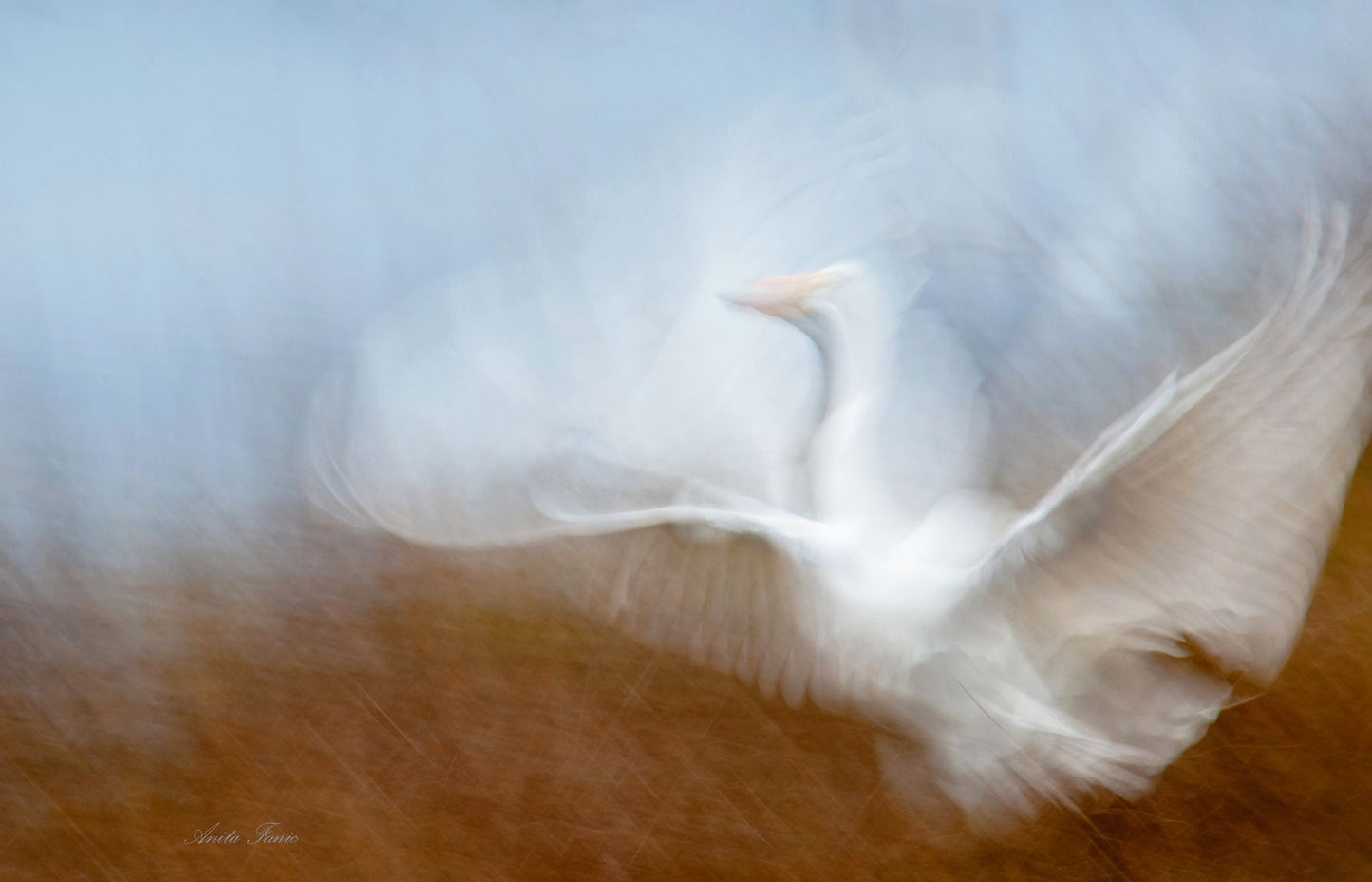 Art Box Gallery Dance of the Egret Anita Fanic Anita Fanic Metal Matte Photography