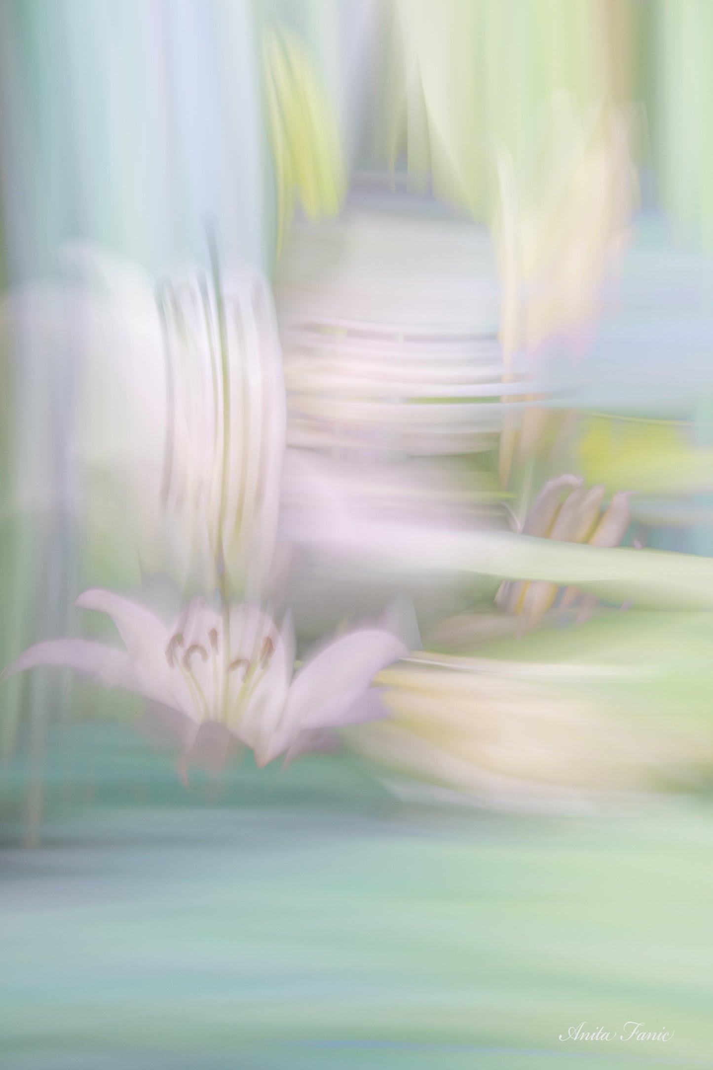 Enchanting Lily - Photography - Anita Fanic - Art Box Gallery