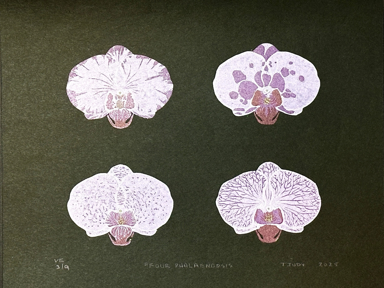 Four Phalaenopsis - in black by Ted Judy