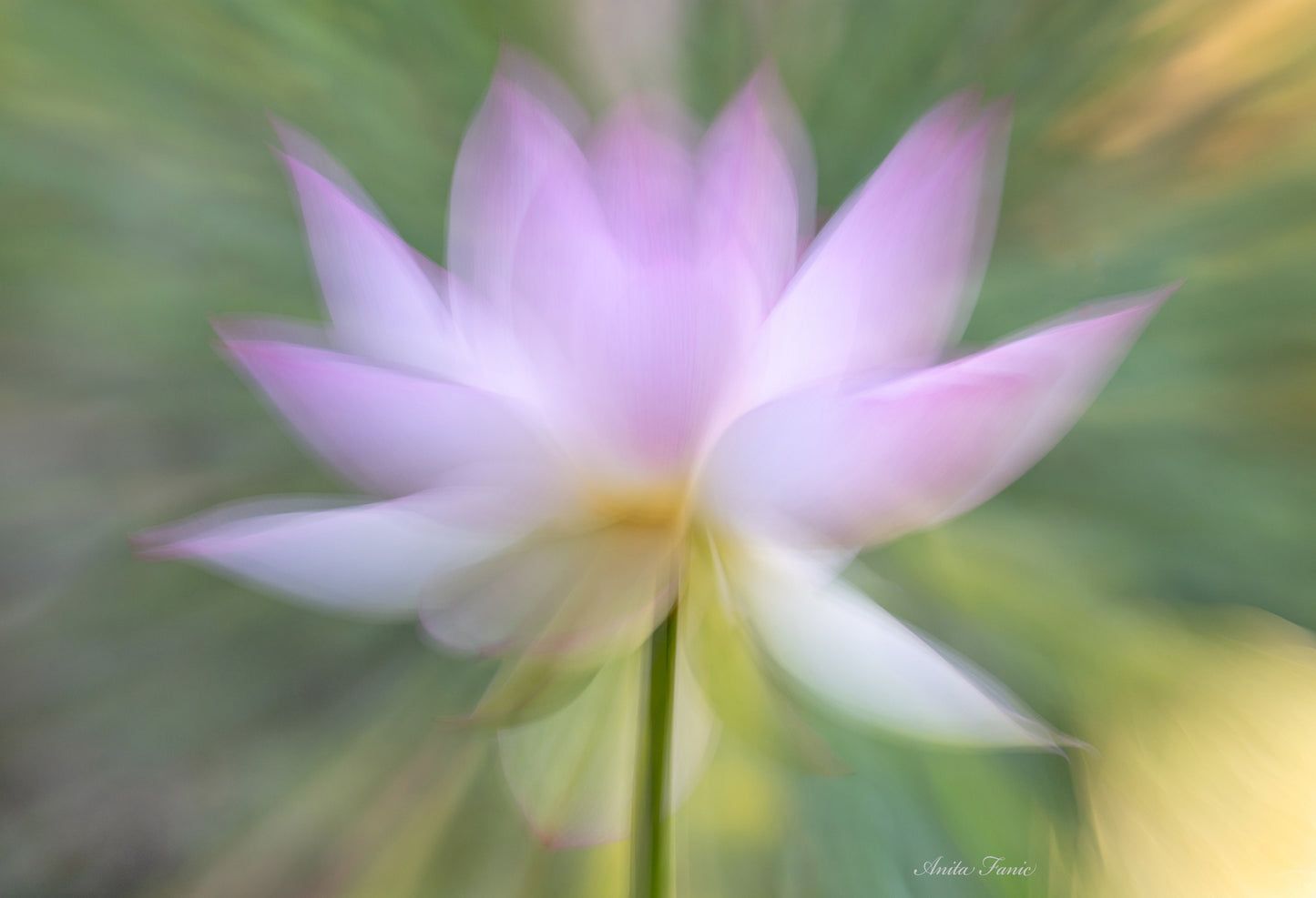 Glowing Lotus - Photography - Anita Fanic - Art Box Gallery