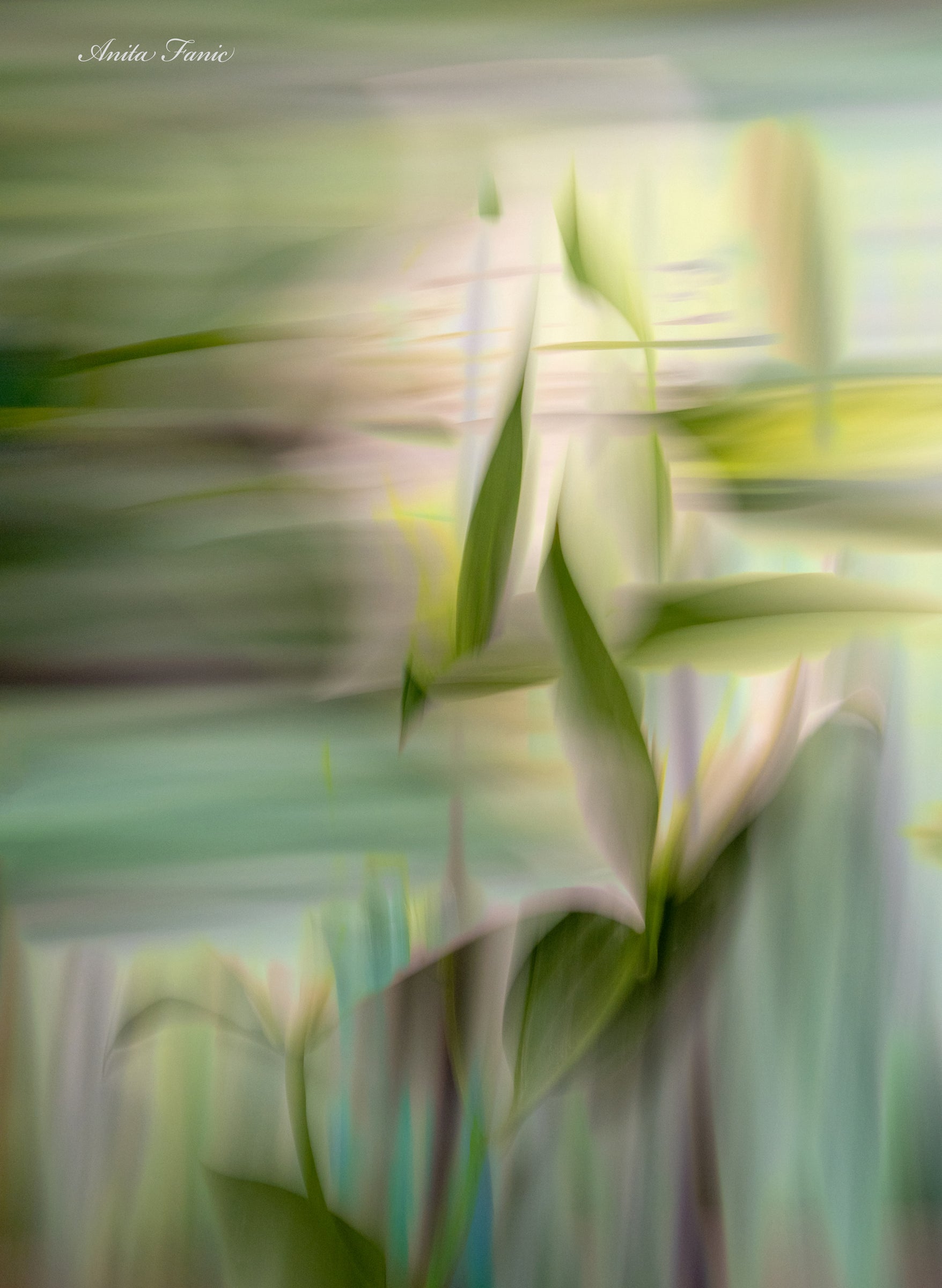 Light and Life - Photography - Anita Fanic - Art Box Gallery