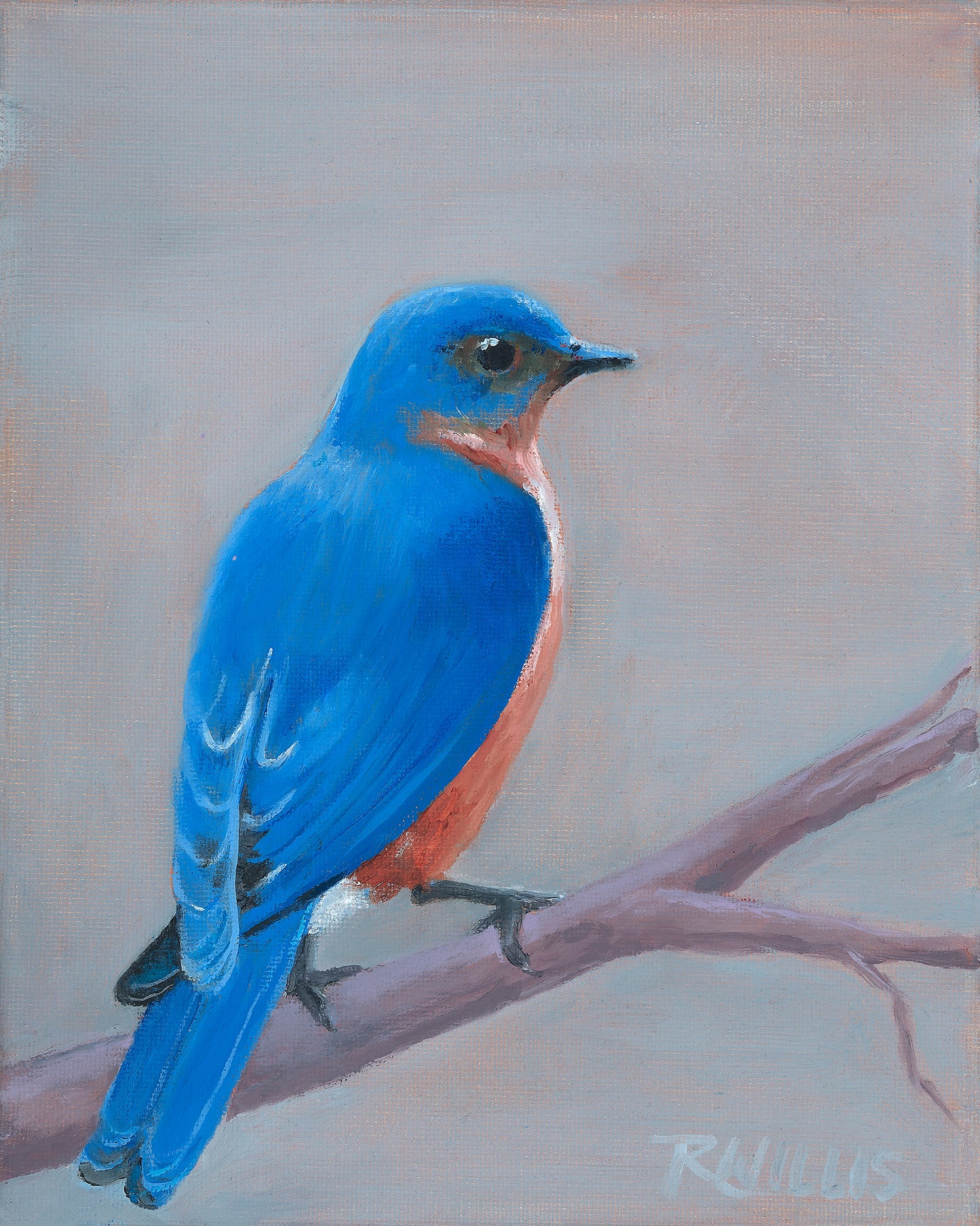 Art Box Gallery Blue Bird Roy Willis Giclée Roy Willis